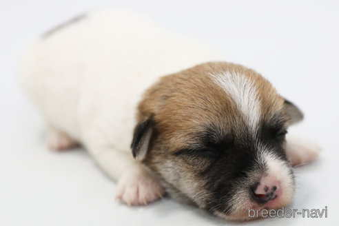 成約済の神奈川県のジャックラッセルテリア-313799の6枚目